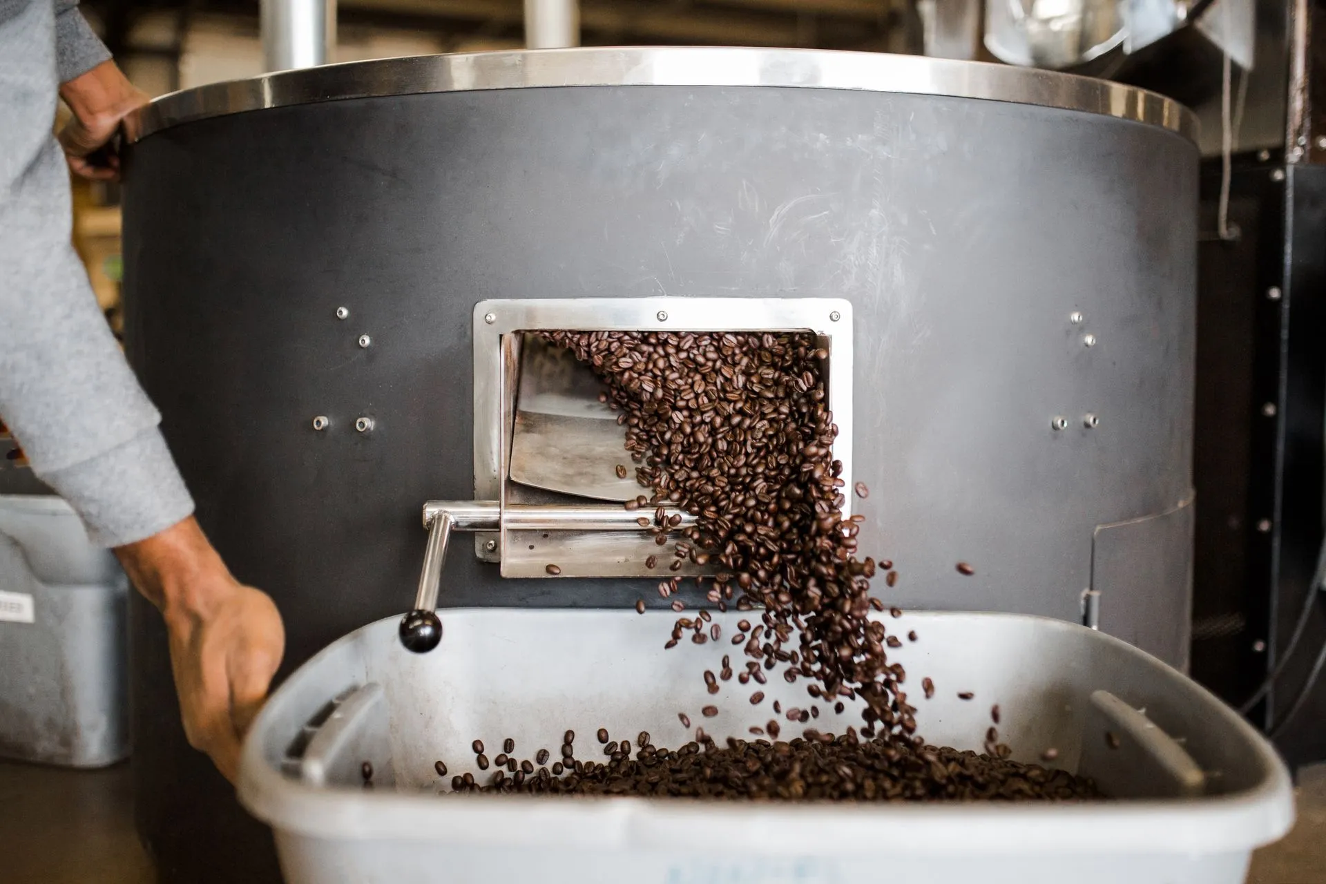 Freshly roasted coffee beans pouring from a small drum roaster into a cooling tray at a craft coffee roastery