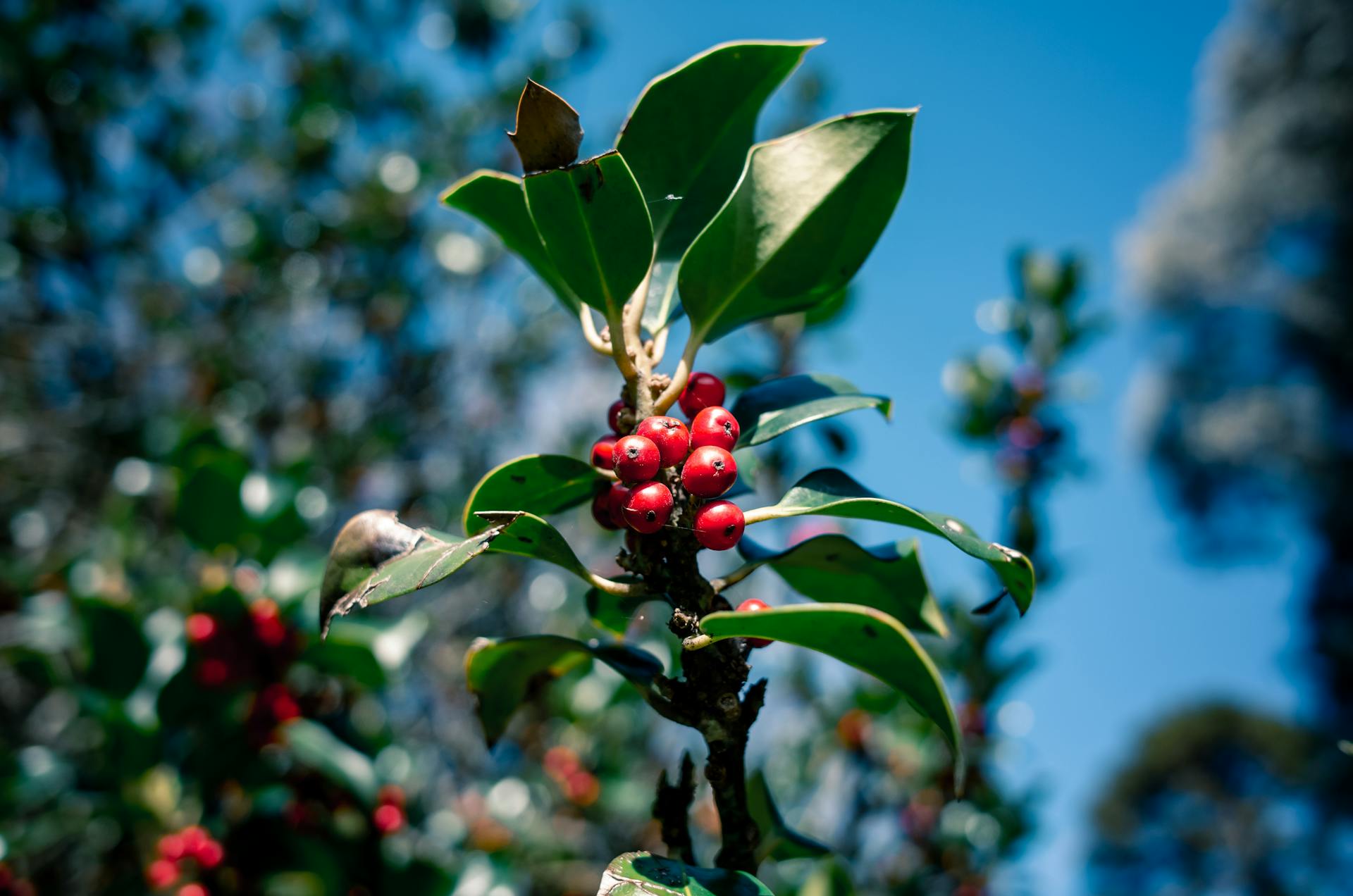 Red coffee cherries on the branch before honey process drying