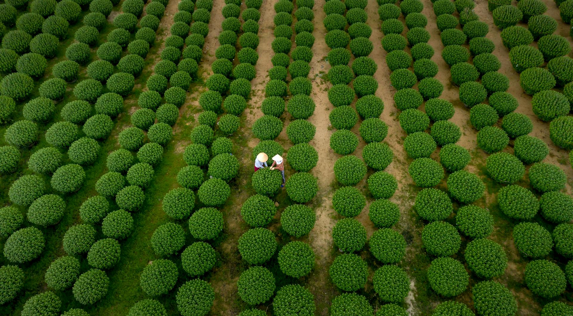 Workers harvesting coffee in a lush green plantation — Nicaragua La Bastilla Coffee Estates, the farm behind The Roaring Bean's Daisy Edition