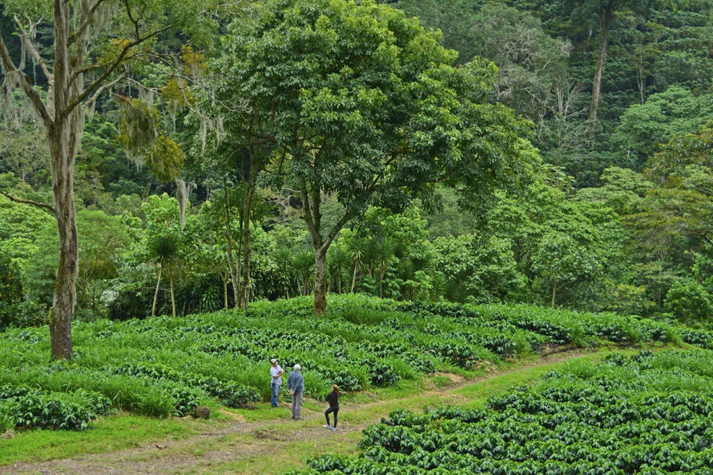 High-elevation coffee farming at La Bastilla