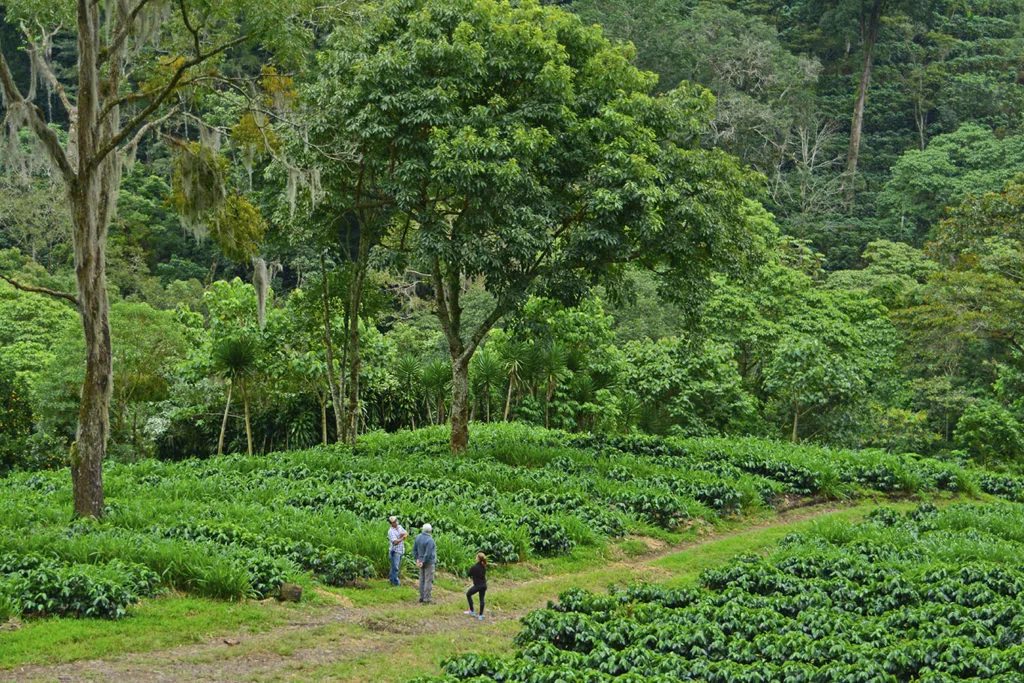 Lush green coffee plants growing in a highland farm field — the terroir behind Tanzanian Peaberry coffee