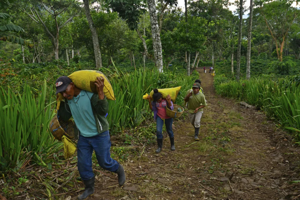 Coffee farm producing The Gatsby Reserve seasonal espresso selection at The Roaring Bean