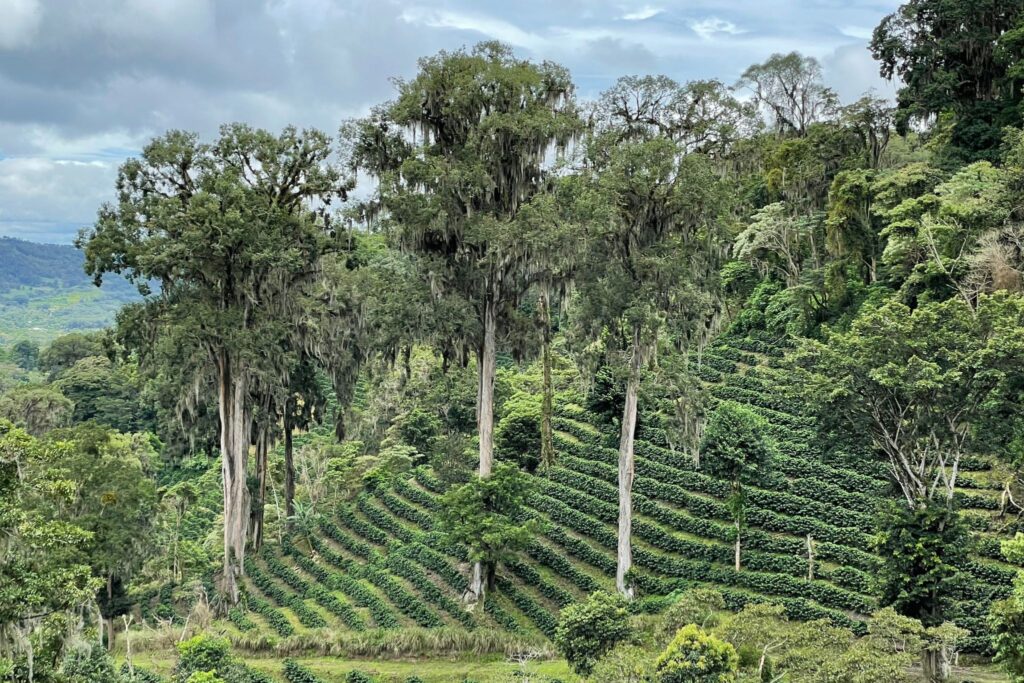 Coffee Sourcing Philosophy