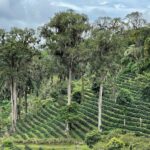 Coffee Sourcing Philosophy