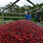 La Bastilla Coffee Estates