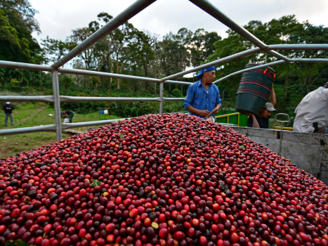 La Bastilla Coffee Estates